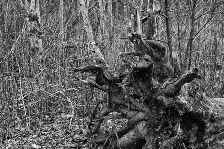 A big old fallen tree roots in the forest
