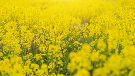 Rapeseed field, Blooming canola flowers close up. Rape on the field in summer. Bright Yellow...