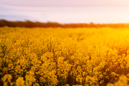 colorful landscape of blossom rapeseed on sundownの写真素材