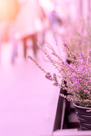 Pink Heather Planted In Wicker Pot On The Street With Sunlight. Closeupの写真素材