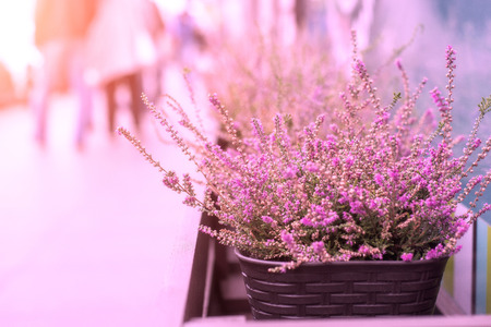 Pink Heather Planted In Wicker Pot On The Street With Sunlight. Closeupの写真素材