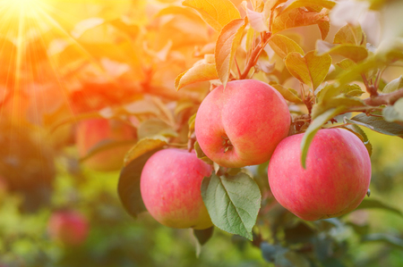 Pink Ripe Apples In The Garden With Bright Sun. Bright Red Apples With Sunlightの写真素材