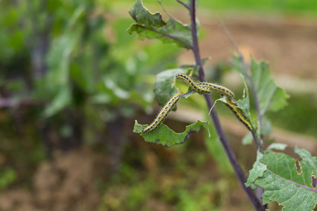The Caterpillar Larvae Of The Cabbage White Butterfly Eating The Leaves Of A Cabbage. Macro View Of...