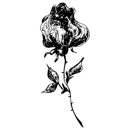Engraved hand drawn illustrations of rose flower isolated on white. Hand drawn vector rose flower.のイラスト素材