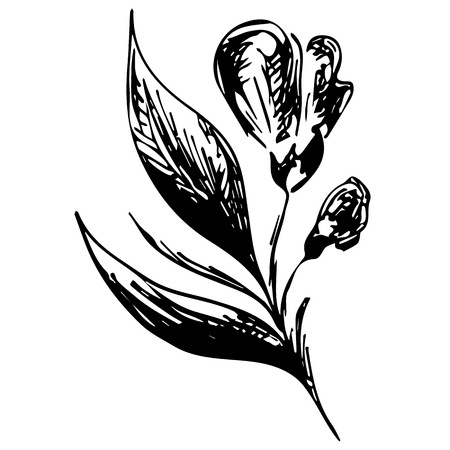Engraved Vector Hand Drawn Illustrations Of Abstract Flower Isolated on White. Hand Drawn Sketch of a Flower.のイラスト素材