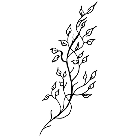 Engraved Vector Hand Drawn Illustrations Of Abstract Birch Branch Isolated on White. Hand Drawn Sketch of a Birch Branch.のイラスト素材