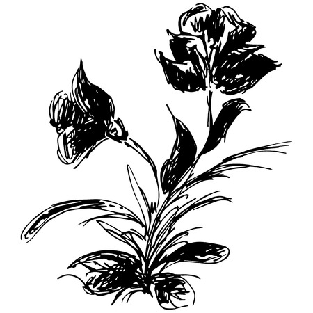 Engraved Vector Hand Drawn Illustrations Of Abstract Flowers Isolated on White. Hand Drawn Sketch of a Flower.のイラスト素材