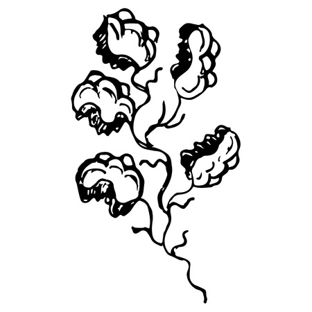 Engraved Vector Hand Drawn Illustrations Of Abstract Oak Branch Isolated on White. Hand Drawn Sketch of a Flower.のイラスト素材