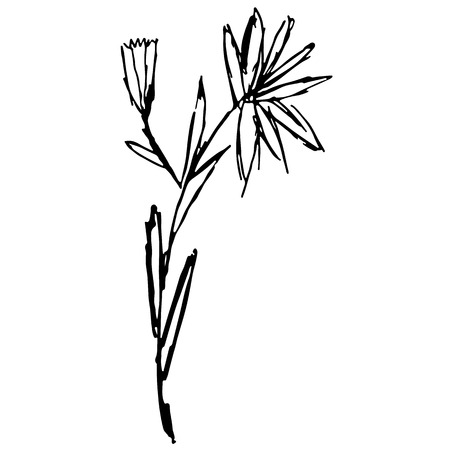 Engraved Vector Hand Drawn Illustrations Of Abstract Flowers Isolated on White. Hand Drawn Sketch of a Flower.のイラスト素材