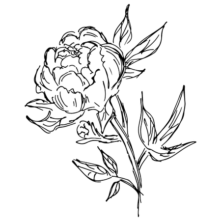 Hand Drawn Vector Illustrations Of Abstract Peony Flower Isolated on White. Hand Drawn Sketch of a Flowerのイラスト素材