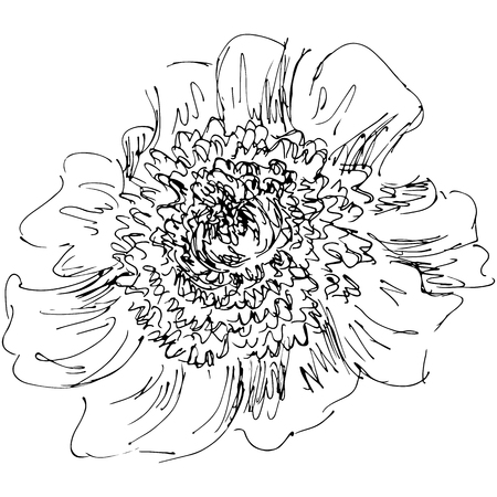 Hand Drawn Vector Illustrations Of Abstract Peony Flower Isolated on White. Hand Drawn Sketch of a Flowerのイラスト素材