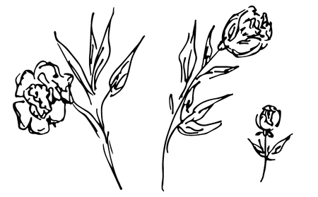 Hand Drawn Vector Illustrations Of Abstract Set Of Roses Flower Isolated on White. Hand Drawn Sketch of a Flower.のイラスト素材