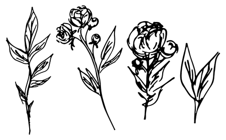 Hand Drawn Vector Illustrations Of Abstract Peony Flower Isolated on White. Hand Drawn Sketch of a Flowerのイラスト素材
