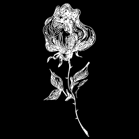 Abstract rose flower outline icon isolated on black background. Creative luxury fashion logotype concept icon. Hand Drawn vector illustration. Rose logo.のイラスト素材