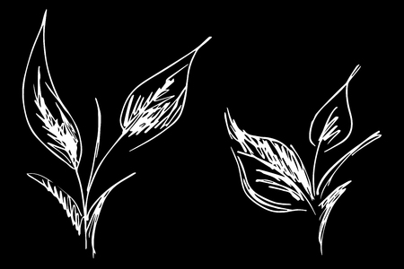 Abstract bay leaves outline icons set isolated on black background.のイラスト素材