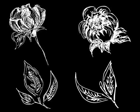 Hand drawn peonies set isolated on black background.のイラスト素材