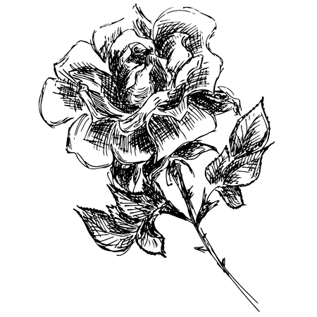 Abstract hand drawn rose flower isolated on white background. Rose flower vector outline icon. Line art. Close up.のイラスト素材