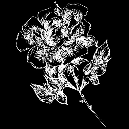 Abstract hand drawn rose flower isolated on black background. Rose flower vector outline icon. Line art. Close up.のイラスト素材