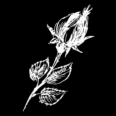 Abstract hand drawn rose flower isolated on black background. Rose flower vector outline icon. Line artのイラスト素材