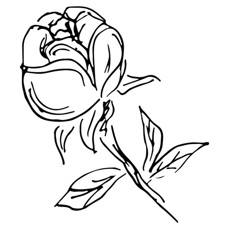 Abstract hand drawn rose flower isolated on white background. Rose flower vector outline icon. Line art. Close up.のイラスト素材