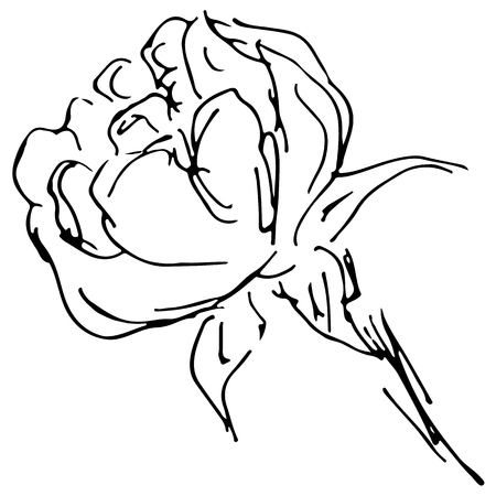 Hand Drawn Vector Illustrations Of Abstract Peony Flower Isolated on Black Background. Hand Drawn Sketch of a Flower.のイラスト素材