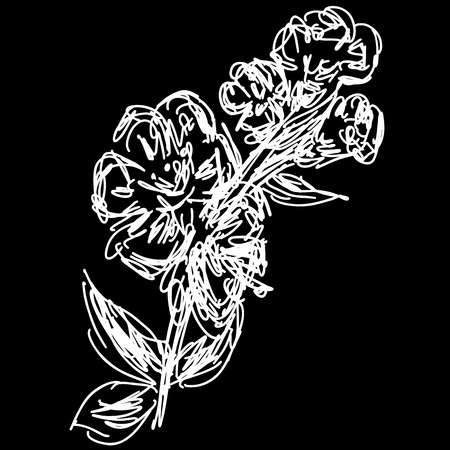 Vector sakura branch illustration isolated on white background. Flower vector illustration in black outline and white plane on white background.のイラスト素材