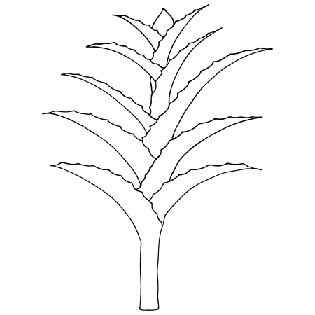 Hand drawn vector Aloe Vera or Aloe barbadensis Mill, Star cactus, Aloin, Jafferabad, Barbados isolated on black background. Outline floral icon. Alternative medicinal and cosmetic plantのイラスト素材