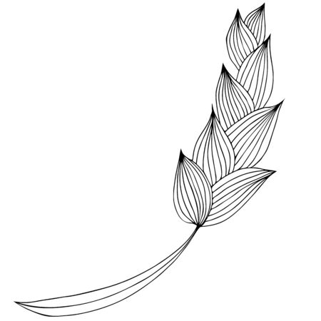 Hand drawn illustration of abstract wheat or rye isolated on white. Floral design elements for invitations, greeting cards, posters, blogs. Hand drawn  illustration. Line art. Sketch.の写真素材