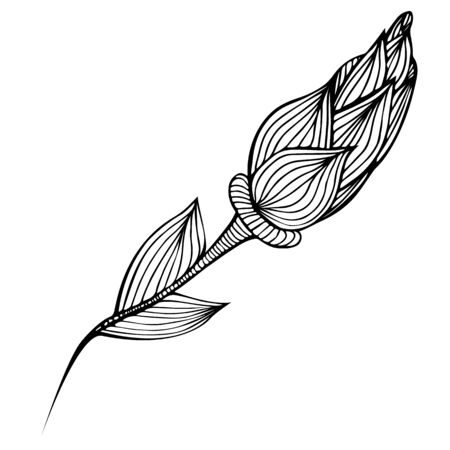 Abstract hand drawn rose flower isolated on white background.  illustration. Line art. Sketch.の写真素材