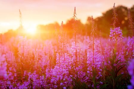 Pink Ivan-tea Or Epilobium Herbal Tea On Sunset Field, Close-Up. Flowers Of Rosebay Willowherb In The Sunsetの写真素材