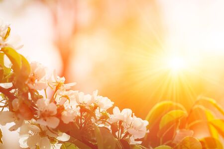 Beautiful Apple Tree Branch With Sun. Shiny Picture Of An Apple White Flowers.の写真素材