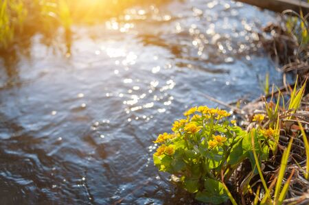 Yellow wild flowers growing in water swamp. Yellow wildflowers on a swamp background. Bokeh background. Close-up.の写真素材