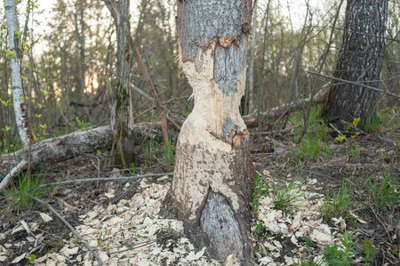 Tree with marks of beaver teeth. Damage to trees beavers. Negative activity of beavers in the woods.の写真素材