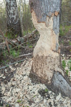 Tree with marks of beaver teeth. Damage to trees beavers. Negative activity of beavers in the woods.の写真素材