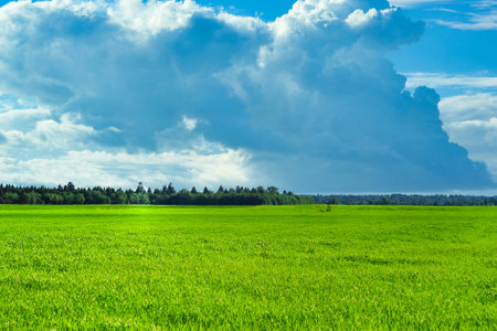 Sky and grass background, fresh green fields under the blue skyの写真素材