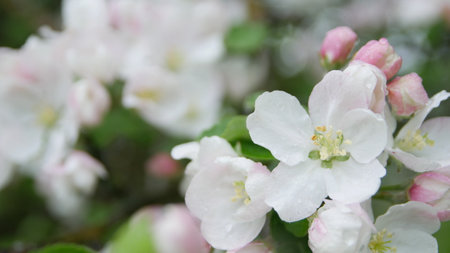 Flowers of the cherry or apple blossoms on a spring day. close up.の写真素材