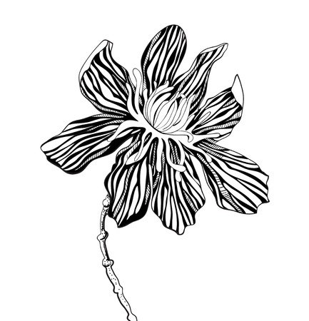 decorative graphic flowers on a white backgroundのイラスト素材