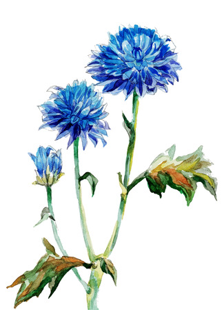 Painted watercolor autumn cornflowers on a white backgroundのイラスト素材