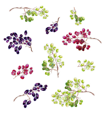 Bunches of grapes on a white background. Watercolor grapes.の写真素材