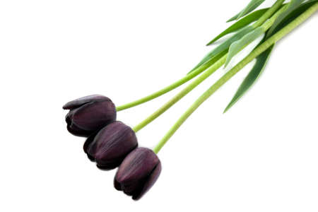 Dark purple tulip - often referred to as "black tulips" on white backgroundの写真素材