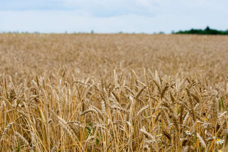 Golden wheat crops field in a summer landscapeの写真素材