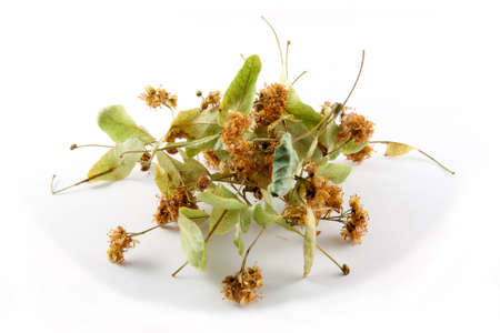 linden flowers (Tilia cordata)  traditional herbal remedy linden flower teaの写真素材