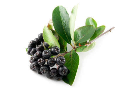 Black Aronia berries on a white backgroundの写真素材