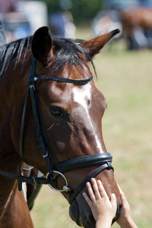 horse portrait.Child stroking a horse.の写真素材