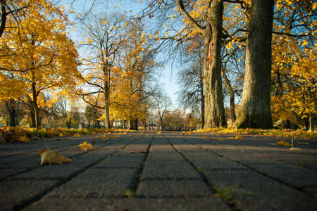 Sunny Autumn Park in the cityの写真素材
