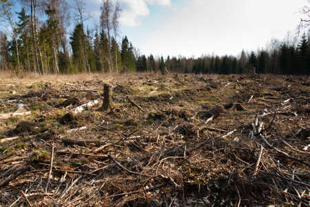 landscape of cutted forest の写真素材