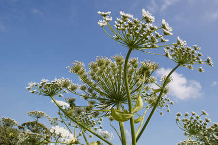 Giant Hogweed  Heracleum Mentagazzanium , aka Cow Parshipの写真素材