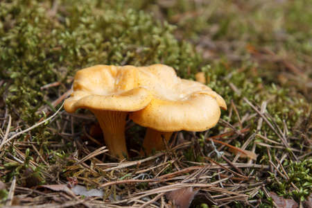 yellow chanterelles in green forest mossの写真素材