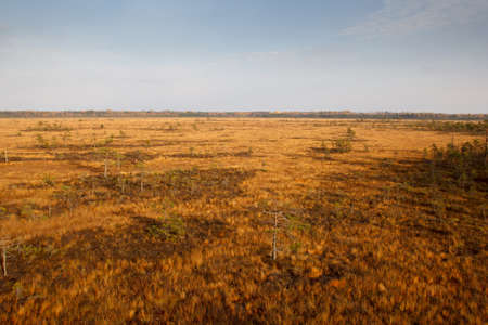 Swamp in sunny autumn dayの写真素材