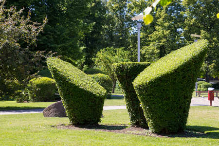 Green Topiary in a city parkの写真素材